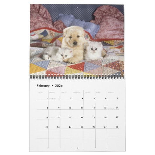 Kat- en kattenkalender 2019 kalender (Feb 2026)