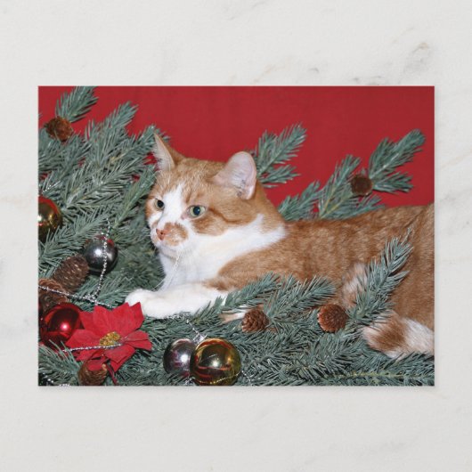 Kat en kerstboom feestdagenkaart (Voorkant)
