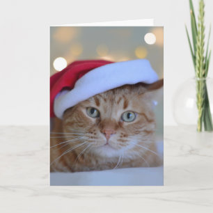 Kat en kerstlichtjes kaart