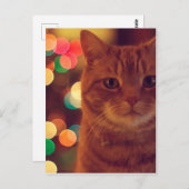 Kat- en kerstverlichting briefkaart (Voorkant / Achterkant)