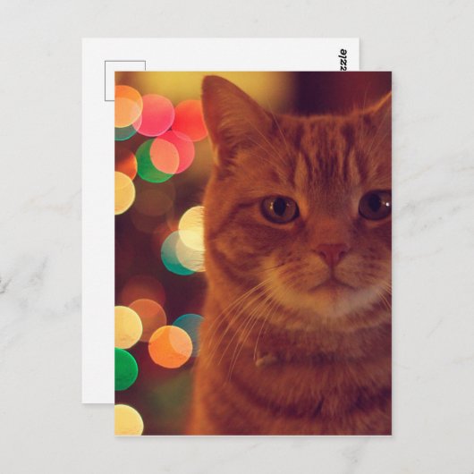 Kat- en kerstverlichting briefkaart (Voorkant / Achterkant)