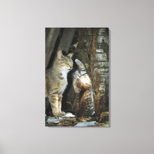 Kat en Kitten per boom Canvas Afdruk (Voorkant)