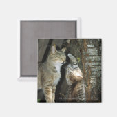 Kat en Kitten per boom Magneet (Voorkant / Achterkant)