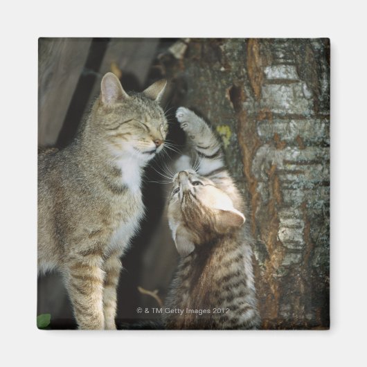Kat en Kitten per boom Magneet (Voorkant)