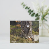 Kat en Mousey delen een maaltijd Briefkaart (Staand voorkant)