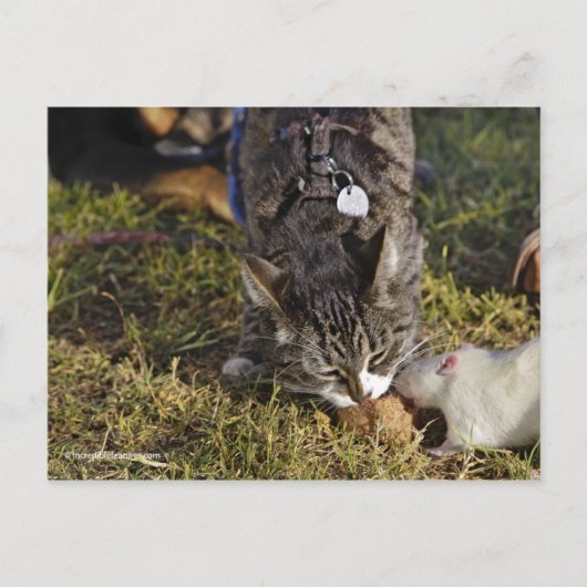 Kat en Mousey delen een maaltijd Briefkaart (Voorkant)