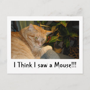 Kat en muis Humor Briefkaart