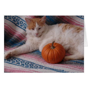 Kat en pompoen