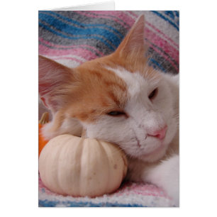 Kat en pompoen