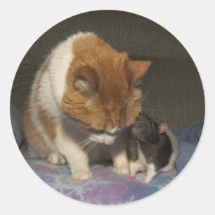 Kat en rat ronde sticker