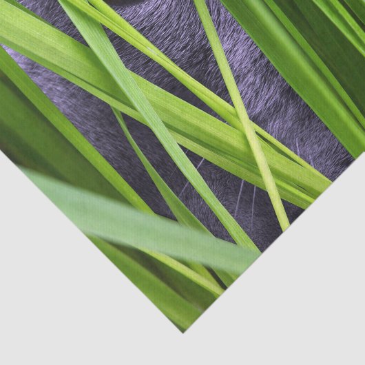 Kat Eye Grass Tissuepapier (Detail)