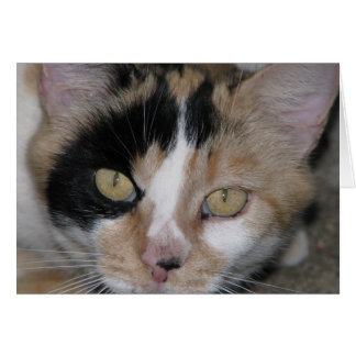 Kat Face