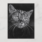 Kat Face Briefkaart (Voorkant)