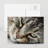 Kat Face Briefkaart (Voorkant / Achterkant)
