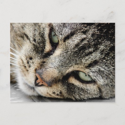 Kat Face Briefkaart (Voorkant)