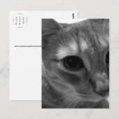Kat Face Closeup Briefkaarten (Voorkant / Achterkant)