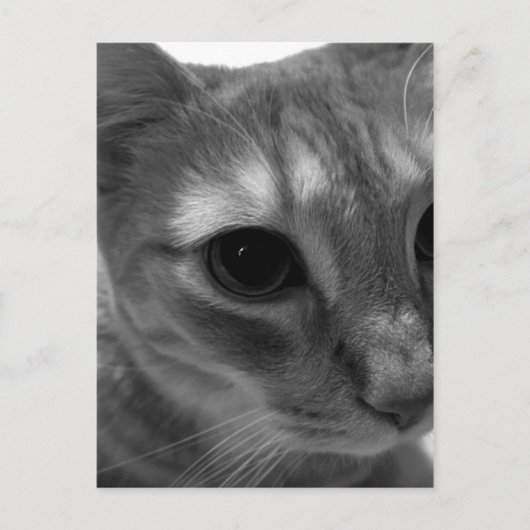 Kat Face Closeup Briefkaarten (Voorkant)