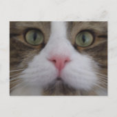 Kat Face op Briefkaart (Voorkant)