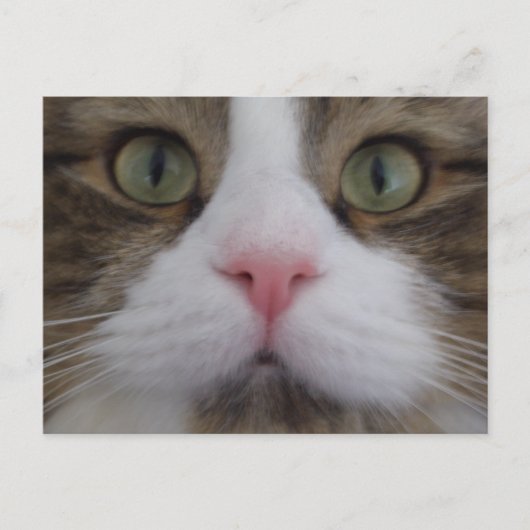 Kat Face op Briefkaart (Voorkant)