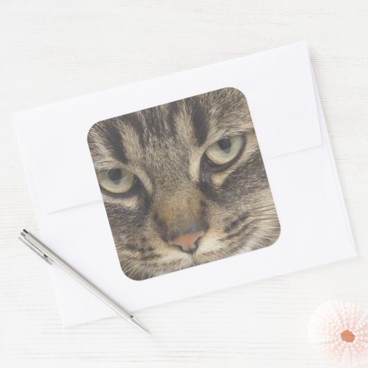 Kat Face Vierkante Sticker (Envelop)