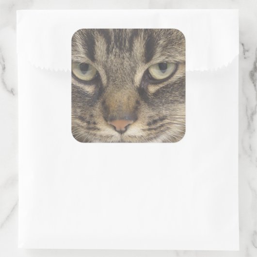 Kat Face Vierkante Sticker (Tas)