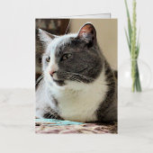 Kat Folie Wenskaart (Voorkant)