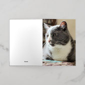 Kat Folie Wenskaart (Buiten Laag)