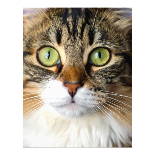 Kat Foto Afdruk (Voorkant)