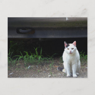 Kat Foto Ansichtkaart Briefkaart
