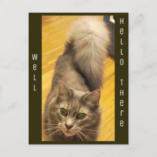 Kat Foto Briefkaart