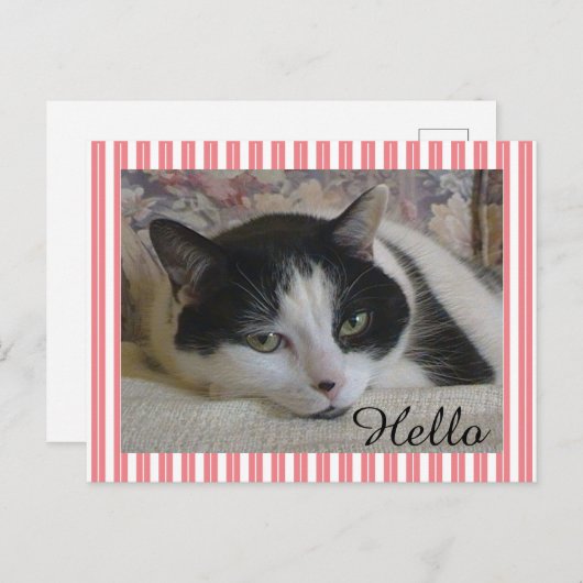 Kat Foto Briefkaart (Voorkant / Achterkant)