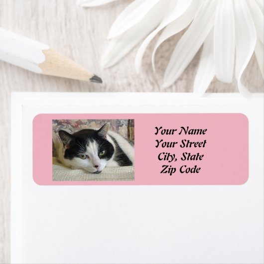 Kat Foto Etiket (Insitu)