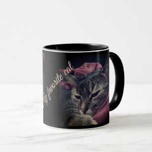 Kat foto, kat, Huisdieren, grappige kat, Bourgondi Mok
