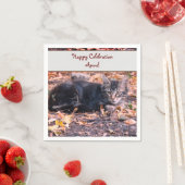 Kat Foto Servet (Insitu)