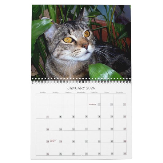 Kat-foto's Kalender (Jan 2026)