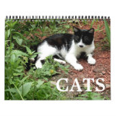 Kat-foto's Kalender (Hoes)