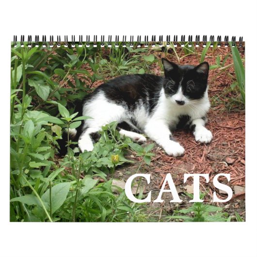 Kat-foto's Kalender (Hoes)