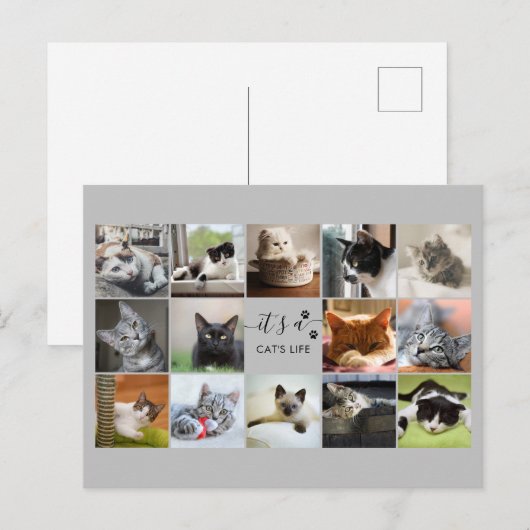 Kat Foto's samenvouwen met schilderafdrukken   Briefkaart (Voorkant / Achterkant)