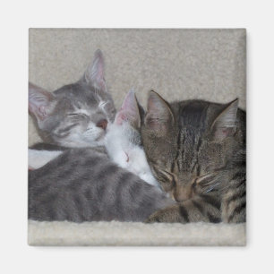 Kat Fridge Magnets Magneet