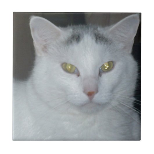 Kat Gedachten Witte kat Tegeltje (Voorkant)