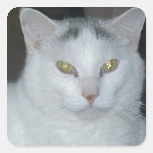 Kat Gedachten Witte kat Vierkante Sticker (Voorkant)