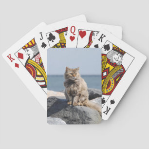 Kat geteisterd door de wind op zee pokerkaarten