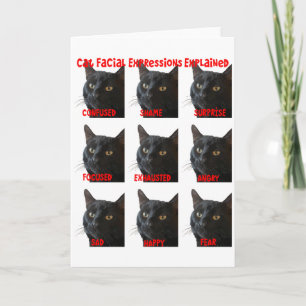 Kat Gezichtsuitdrukkingen Uitgelegd Grafiek Uitkni Kaart