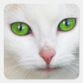 Kat "Green Eyes" Sticker (Voorkant)