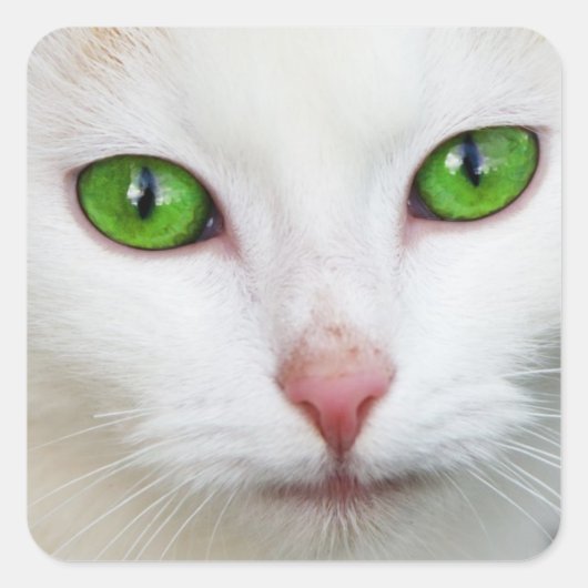 Kat "Green Eyes" Sticker (Voorkant)