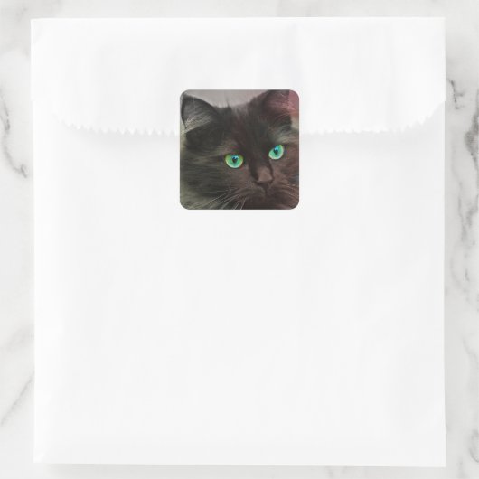 Kat Green Eyes Vierkante Sticker (Tas)