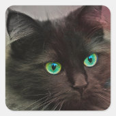 Kat Green Eyes Vierkante Sticker (Voorkant)