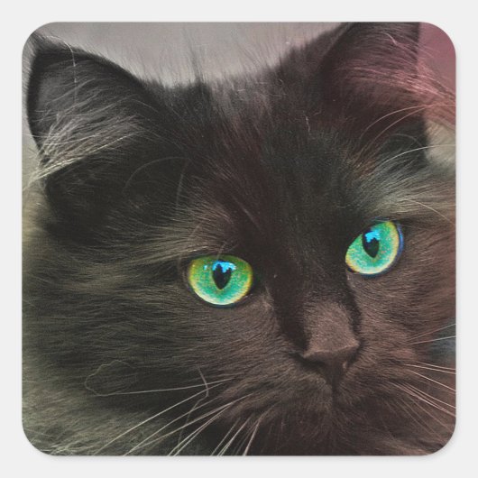 Kat Green Eyes Vierkante Sticker (Voorkant)