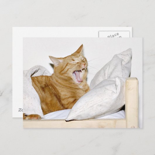 Kat hates morgens briefkaart (Voorkant / Achterkant)