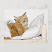 Kat hates morgens briefkaart (Voorkant)